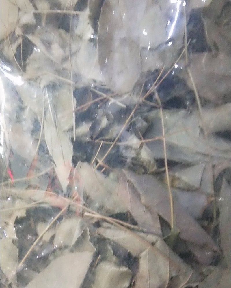 贵州野生淫羊藿