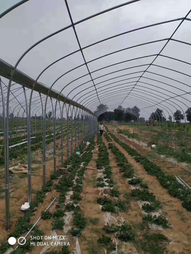 椭圆管大棚钢管代替墙体棚热镀锌椭圆管