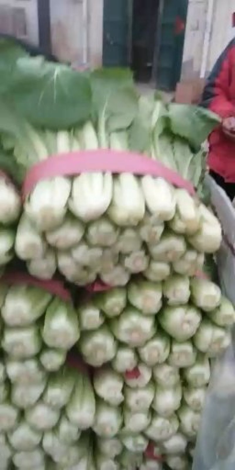 精品小白菜大量上市需要的老板联系。加工厂，超市