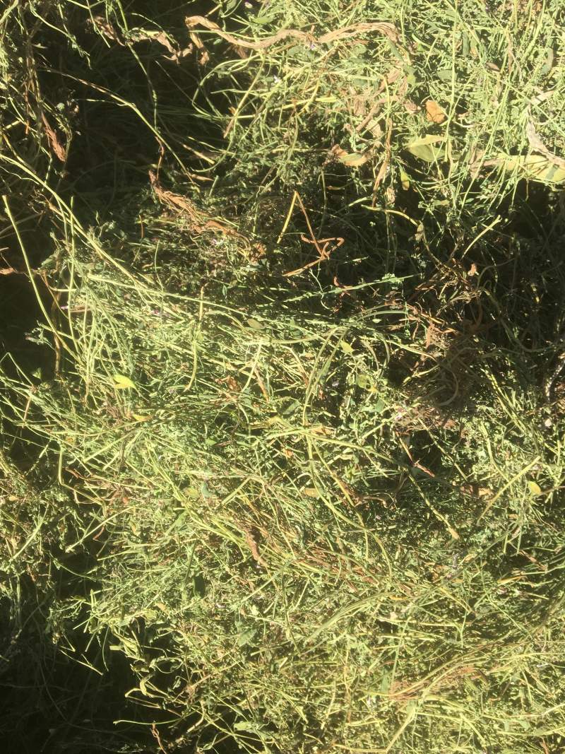 苦地丁新货精品新货，价格美丽，欢迎新老客户选购