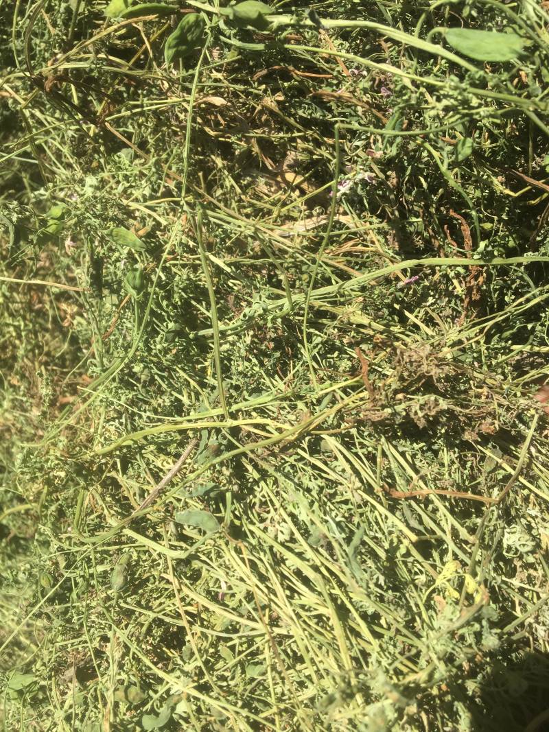 苦地丁新货精品新货，价格美丽，欢迎新老客户选购