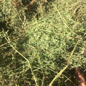 苦地丁新货精品新货，价格美丽，欢迎新老客户选购