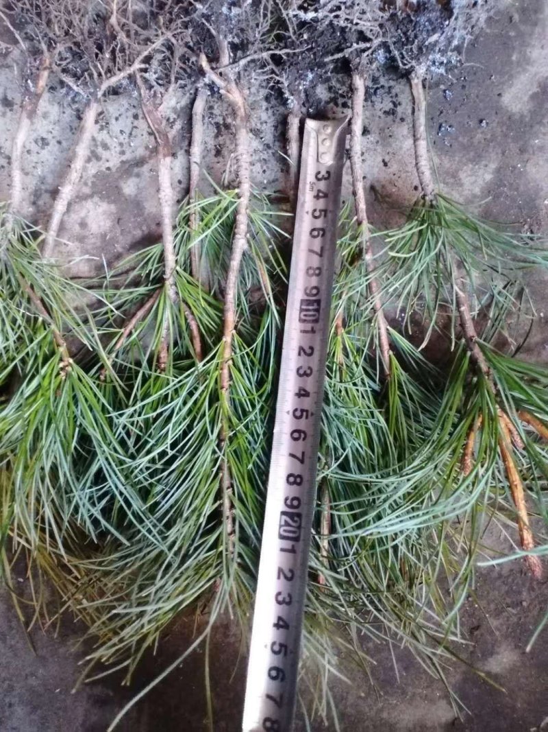 红松树苗30~50cm产的直销量大从优一件代发