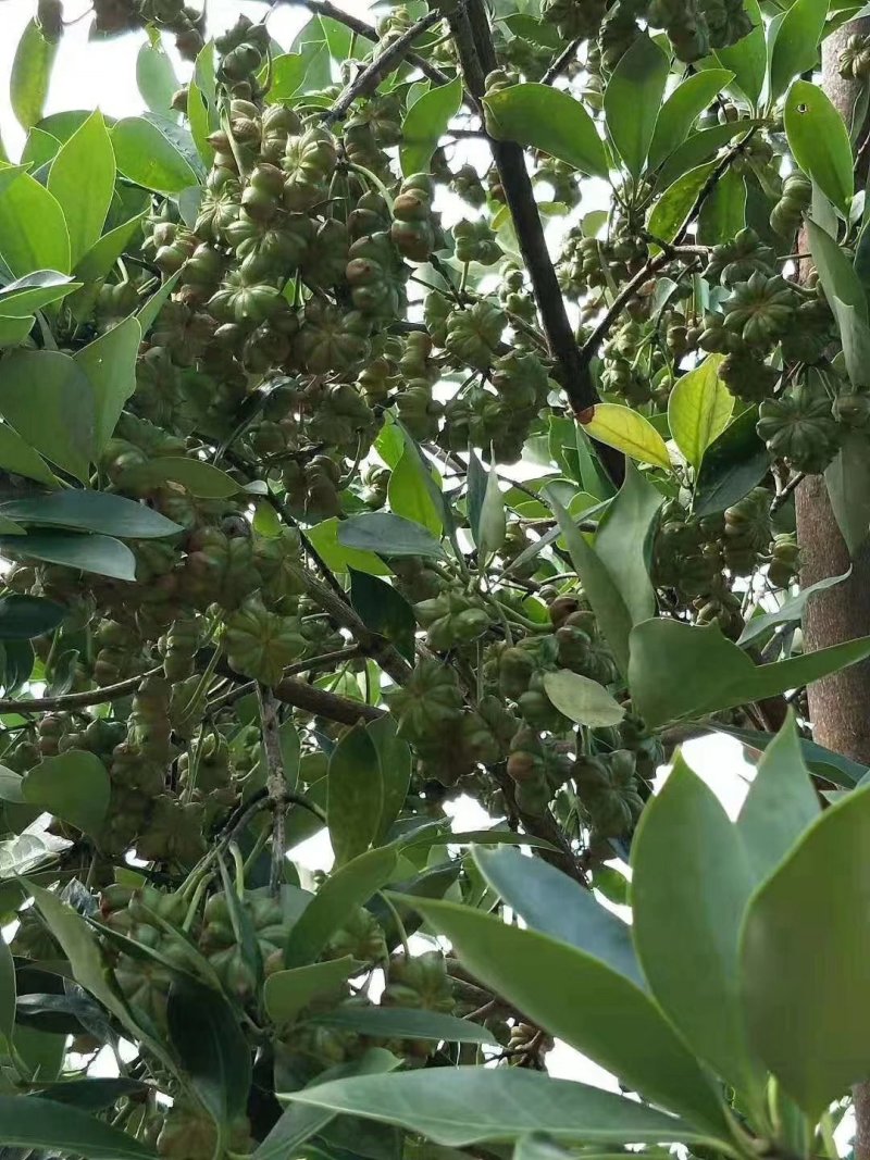 古龙优质矮化八角嫁接苗，地苗杯苗，直生苗