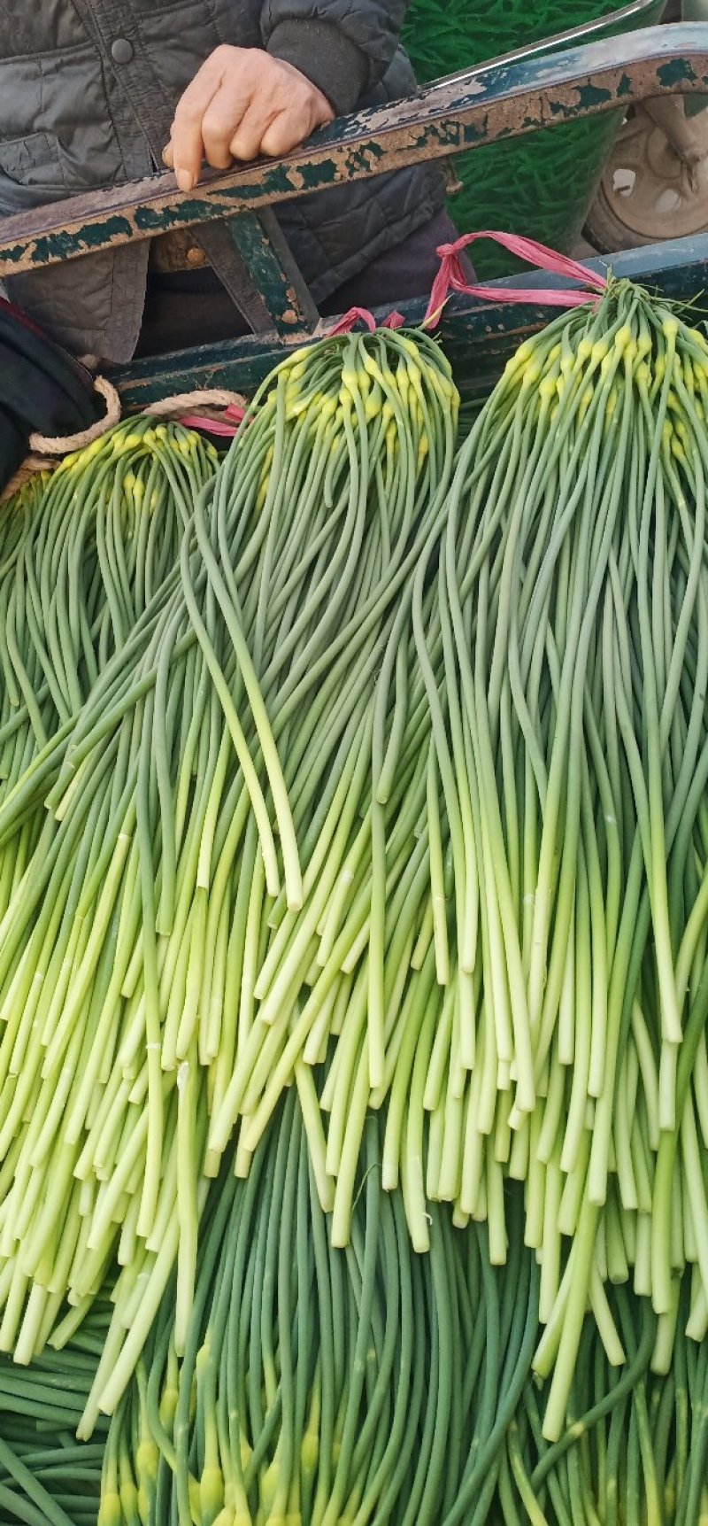 河北邯郸白帽蒜薹大量上市