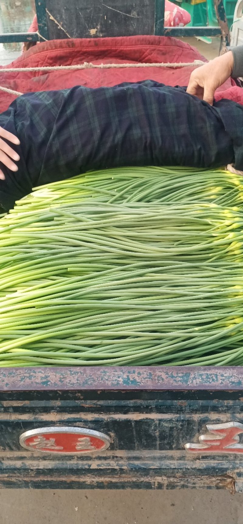 河北邯郸白帽蒜薹大量上市
