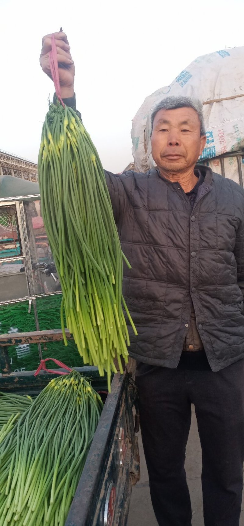 河北邯郸白帽蒜薹大量上市