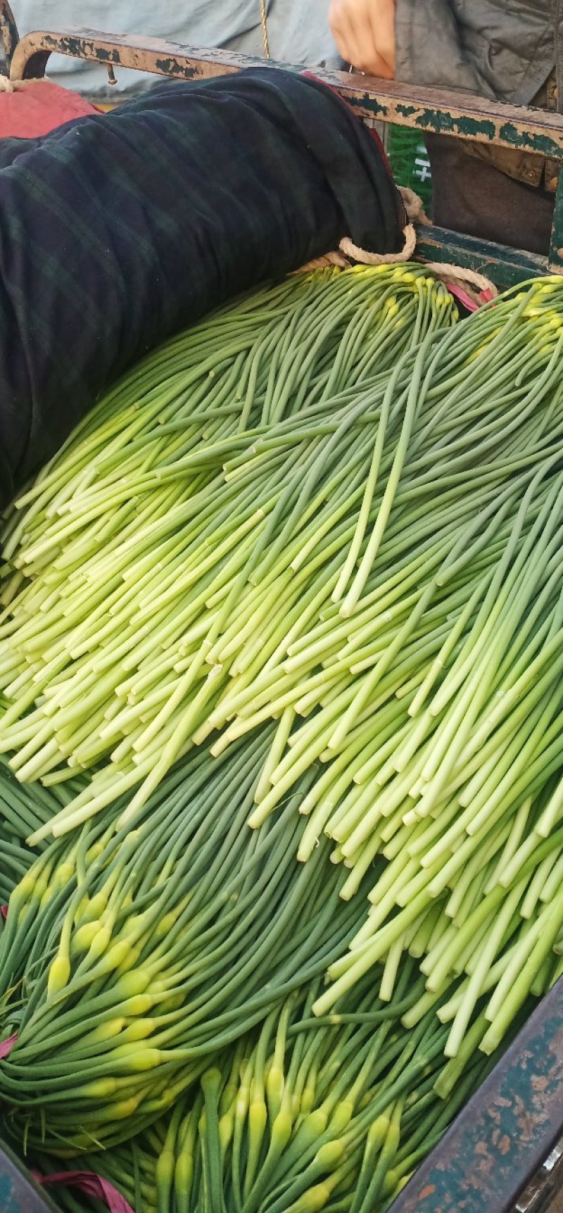 河北邯郸白帽蒜薹大量上市