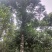 沉香树沉香木沉香大树