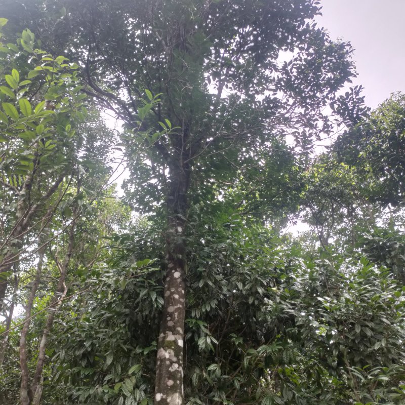 沉香树沉香木沉香大树