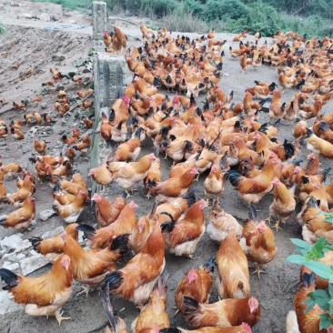 广西兴业县优质阉鸡，全部散养