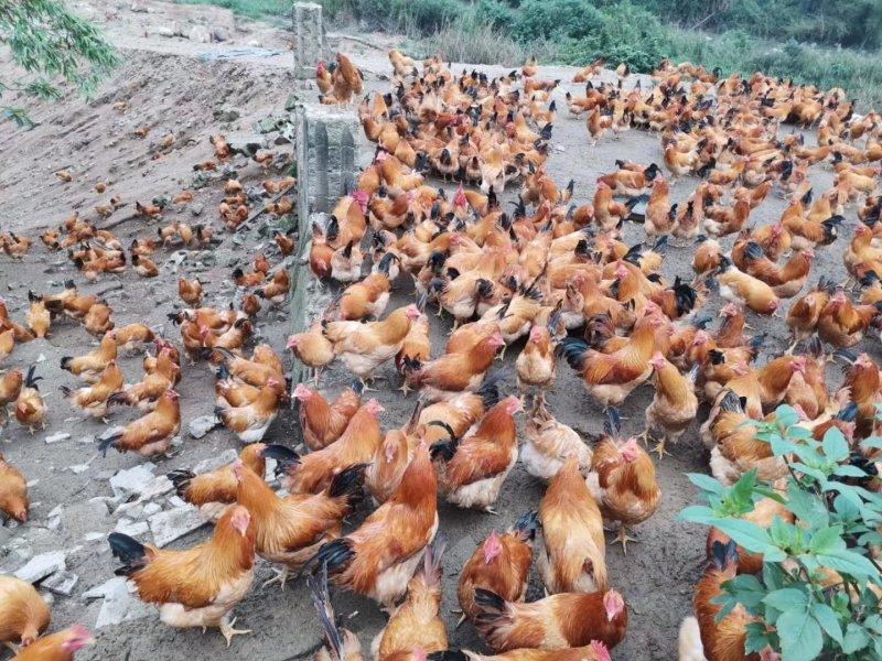 广西兴业县优质阉鸡，全部散养