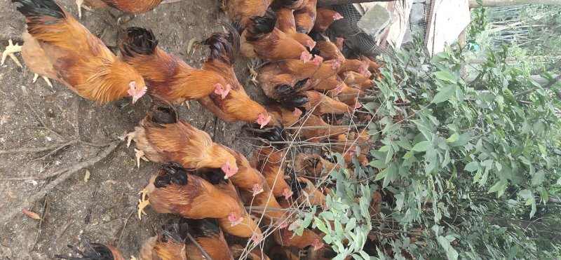 广西兴业县优质阉鸡，全部散养