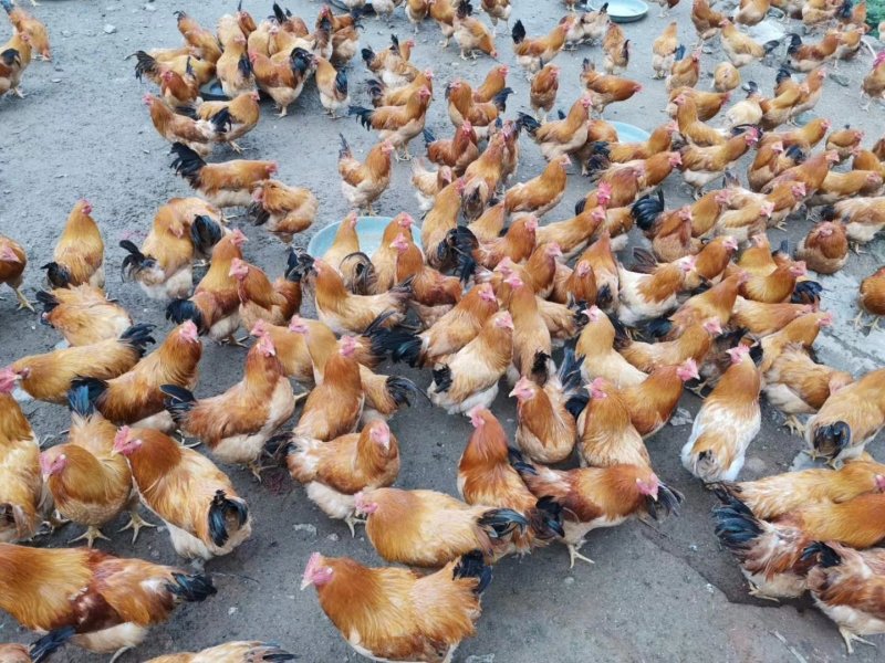 广西兴业县优质阉鸡，全部散养