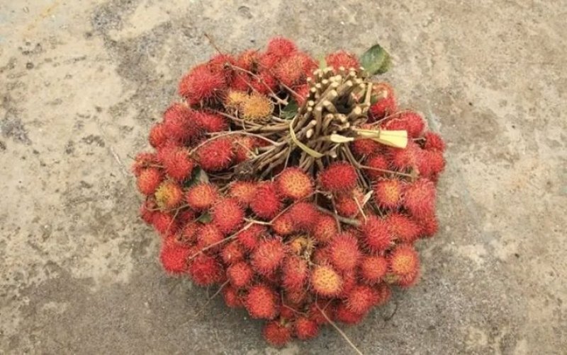 红毛丹苗新品种泰国红毛丹苗当年种植当年结果包邮
