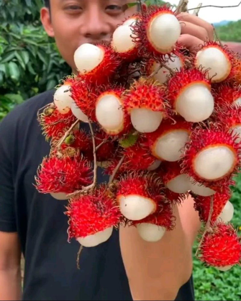 红毛丹苗新品种泰国红毛丹苗当年种植当年结果包邮