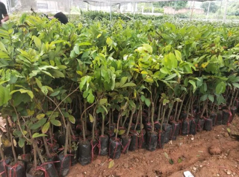 红毛丹苗新品种泰国红毛丹苗当年种植当年结果包邮