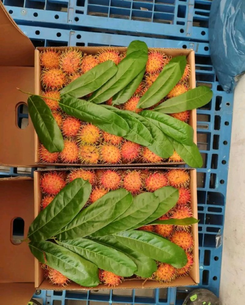 红毛丹苗新品种泰国红毛丹苗当年种植当年结果包邮