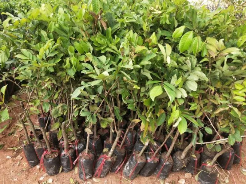红毛丹苗新品种泰国红毛丹苗当年种植当年结果包邮