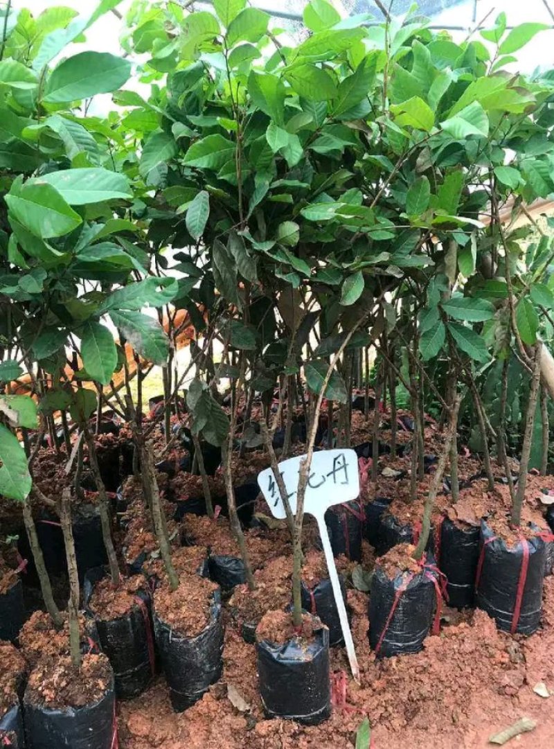 红毛丹苗新品种泰国红毛丹苗当年种植当年结果包邮