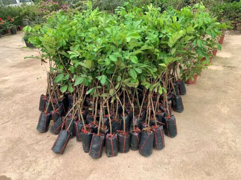 红毛丹苗新品种泰国红毛丹苗当年种植当年结果包邮