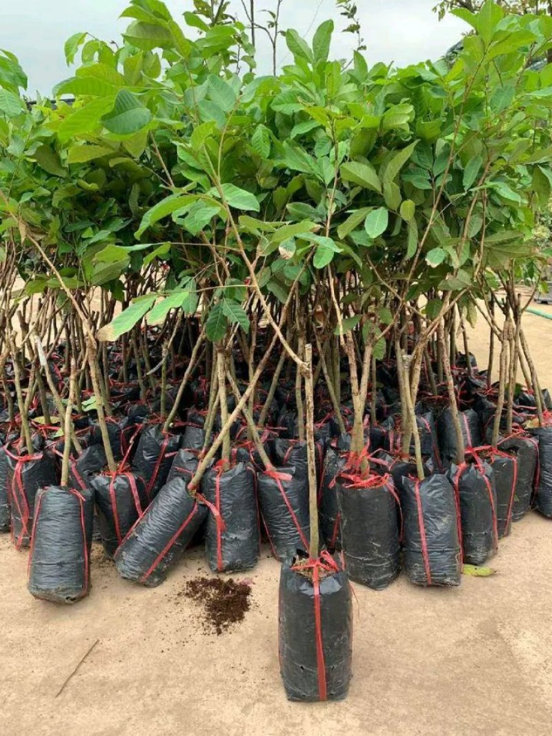 红毛丹苗新品种泰国红毛丹苗当年种植当年结果包邮