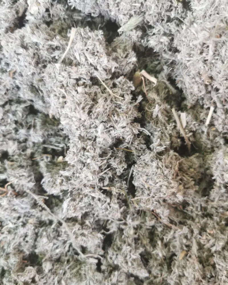 茵陈精品新货价格美丽
