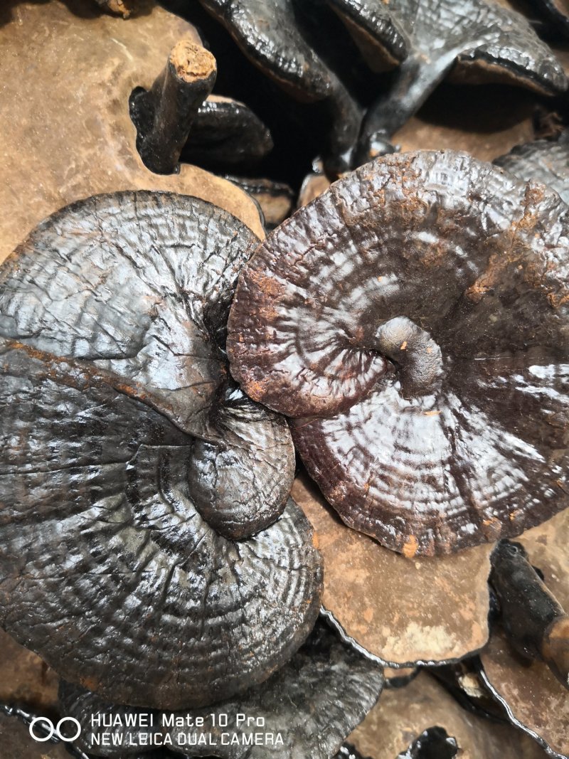 中药材灵芝干货2斤起包邮量大从优
