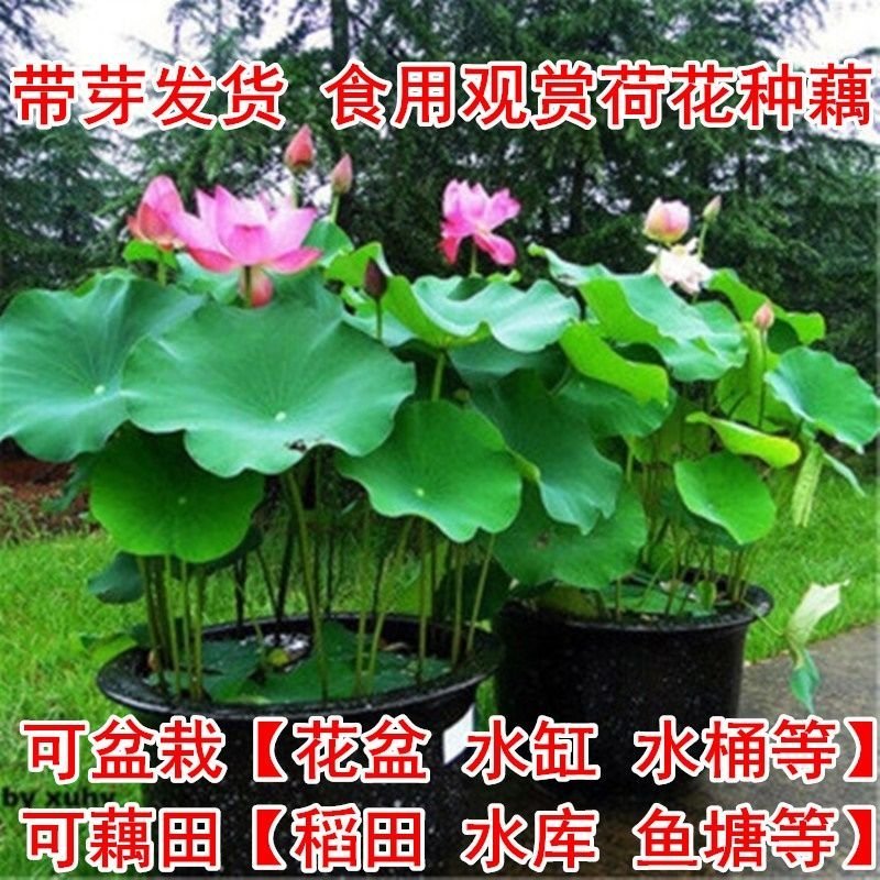 浅水莲藕种根苗，莲藕种苗盆栽荷花种根优惠