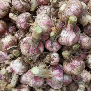 产地直销早熟大蒜，大量上市，5公分以上，诚信接单