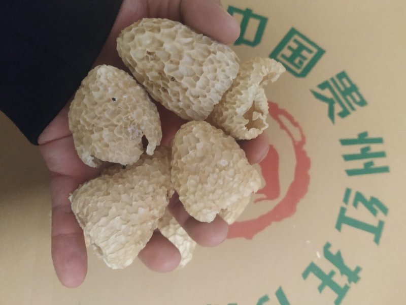 贵州竹笙毛肚单帽煲汤食材好货整件批发产地一手货源