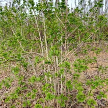 天目琼花价格，天目琼花球供应，天目琼花苗木基地