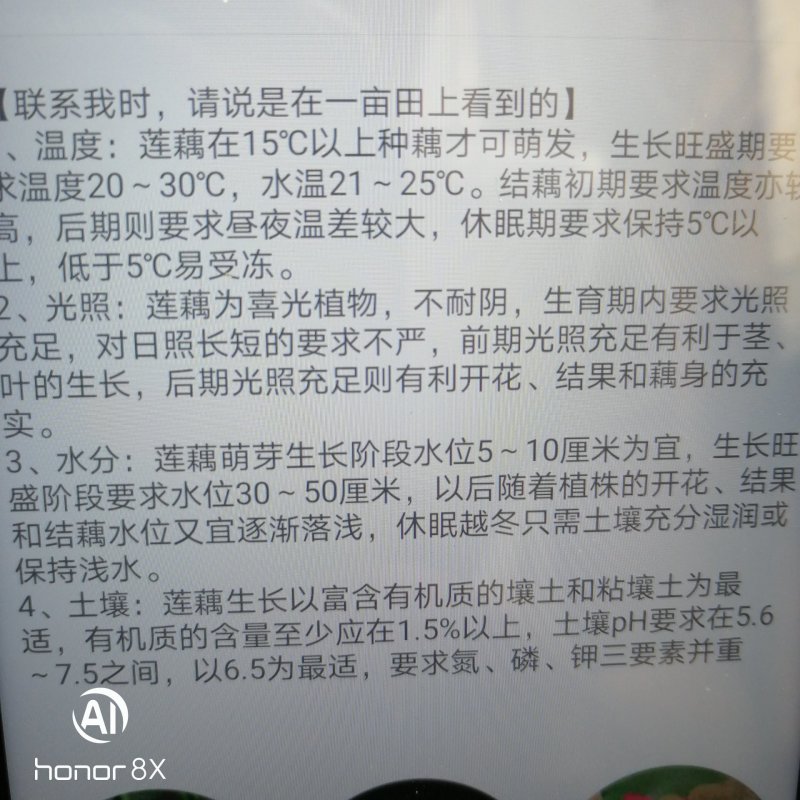 浅水莲藕种根苗，莲藕种苗盆栽荷花种根优惠