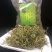 野生化石草云南直销肾精茶批发滑石草结石