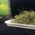 野生化石草云南直销肾精茶批发滑石草结石