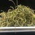 野生化石草云南直销肾精茶批发滑石草结石