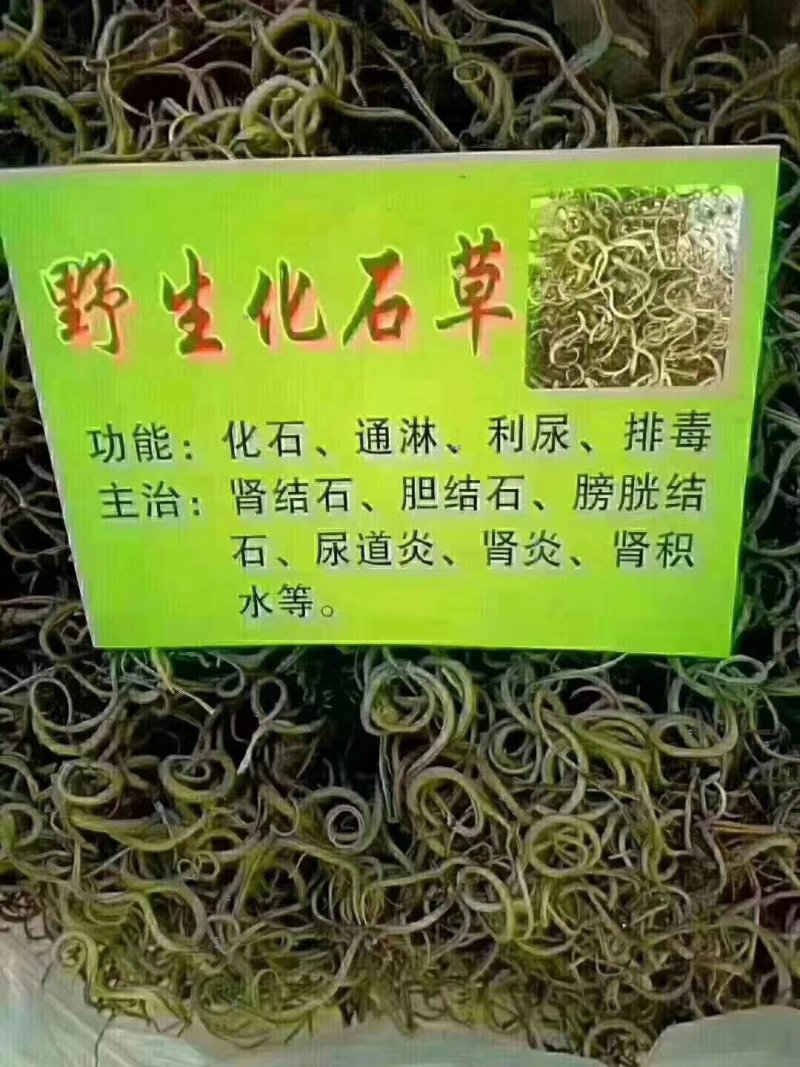 野生化石草云南直销肾精茶批发滑石草结石