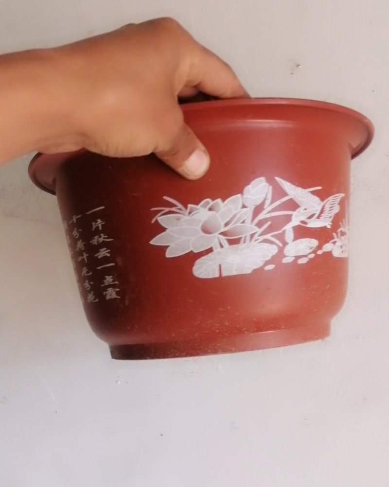 浅水莲藕种根苗，莲藕种苗盆栽荷花种根优惠