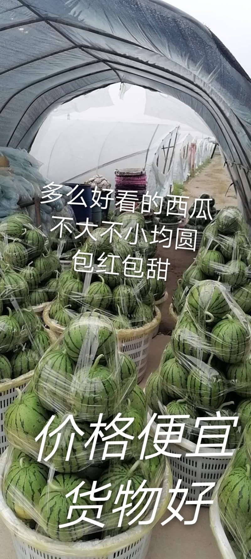 早春红玉小西瓜。又纪又甜