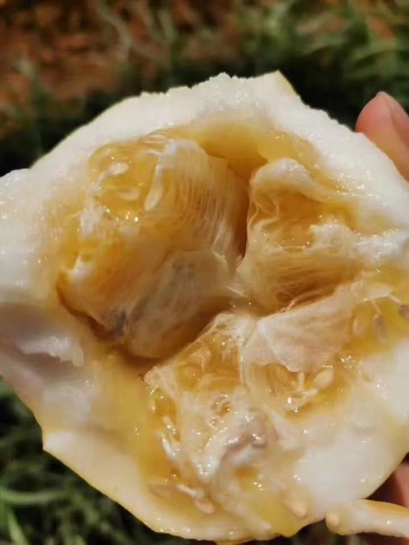 山东甜瓜产地批发