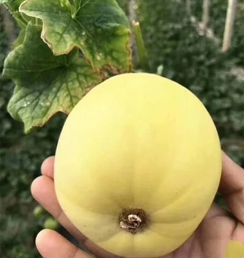 山东甜瓜产地批发