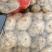 大棚精品226土豆早大白3两上日供货300吨质量保证
