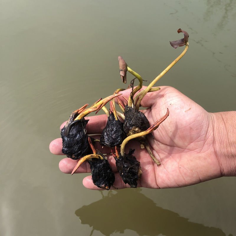 睡莲块根鱼塘池塘水培植物，当年开花睡莲品种好活