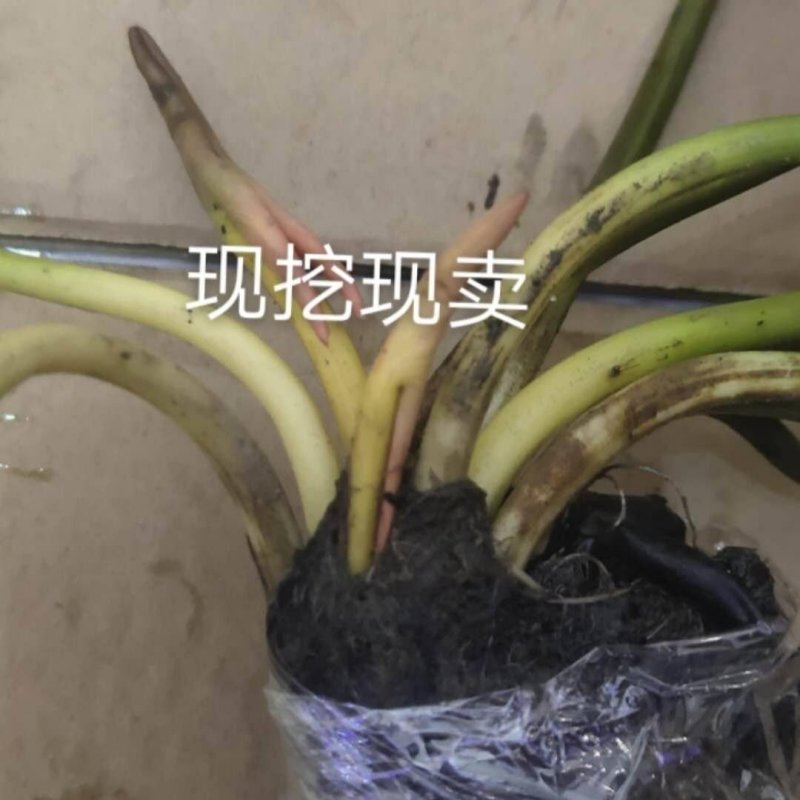 睡莲块根鱼塘池塘水培植物，当年开花睡莲品种好活