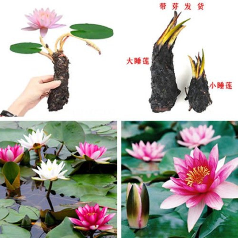 睡莲块根鱼塘池塘水培植物，当年开花睡莲品种好活