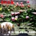 睡莲块根鱼塘池塘水培植物，当年开花睡莲品种好活