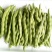 大青豆（新鲜大青豆现货）