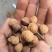批发山桃核