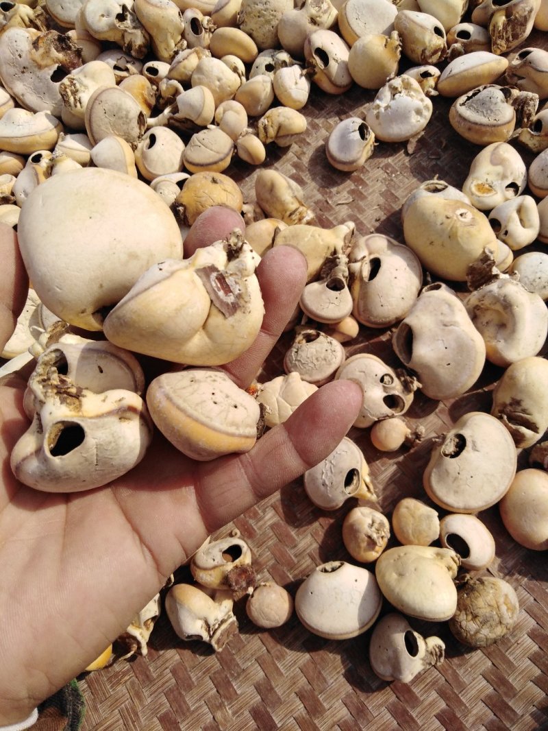 隐孔菌