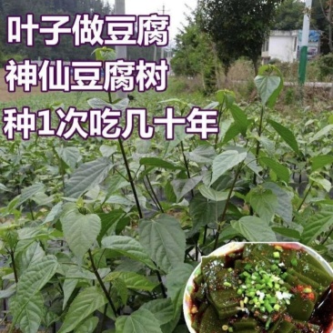 豆腐树苗豆腐柴树苗臭黄荆